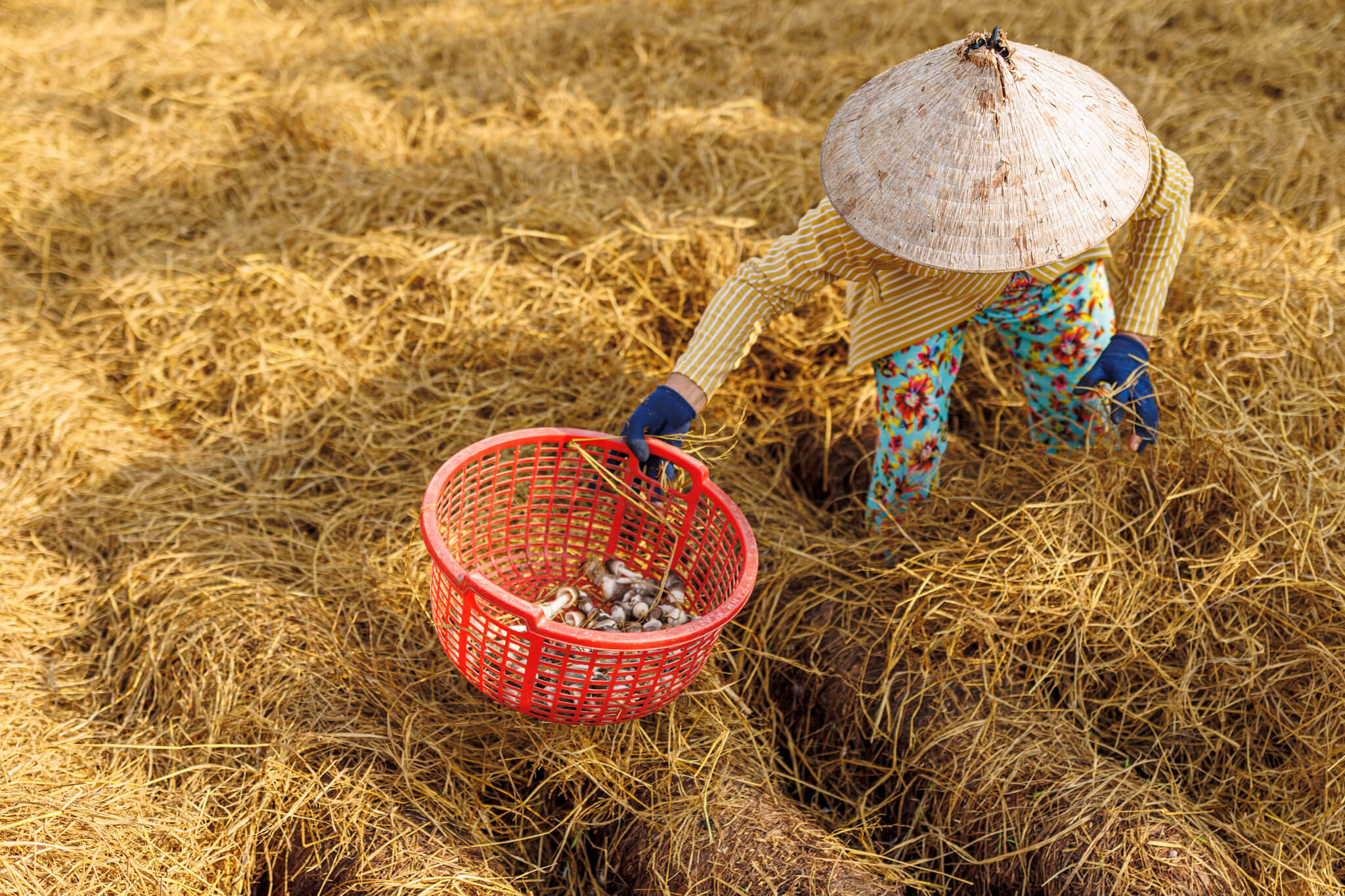 A farmer collecting straw mushrooms. 