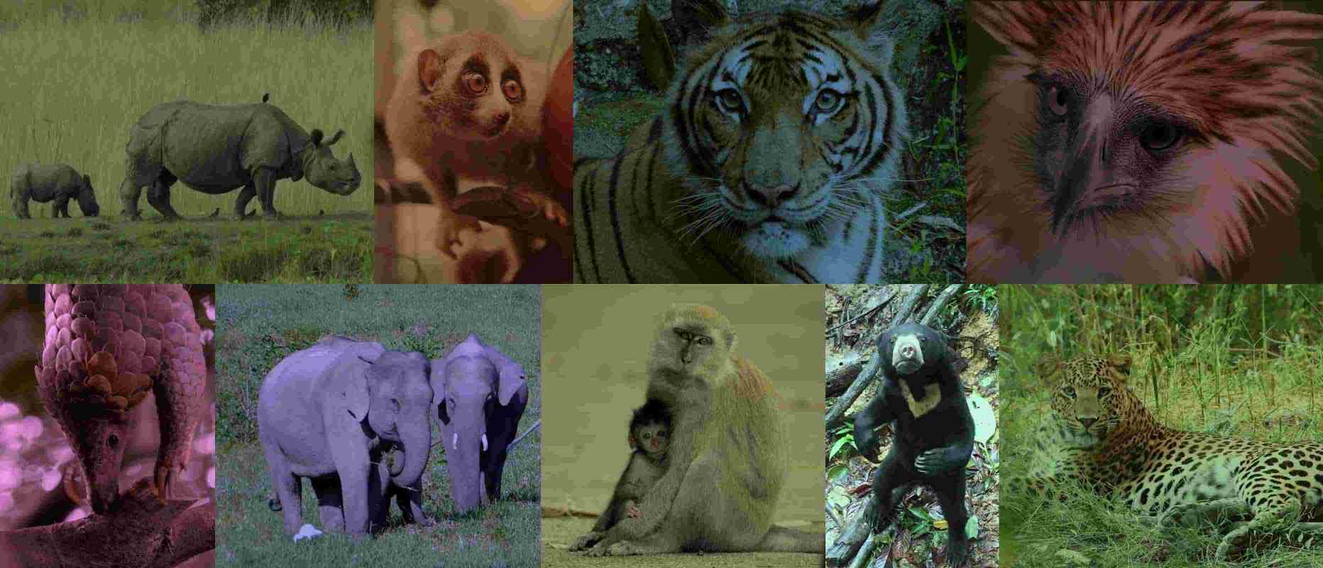 rhinos, pangolin, elephants, macaques, sun bear, eagle and tiger