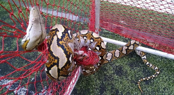 A python entangled in a soccer net in urban Singapore