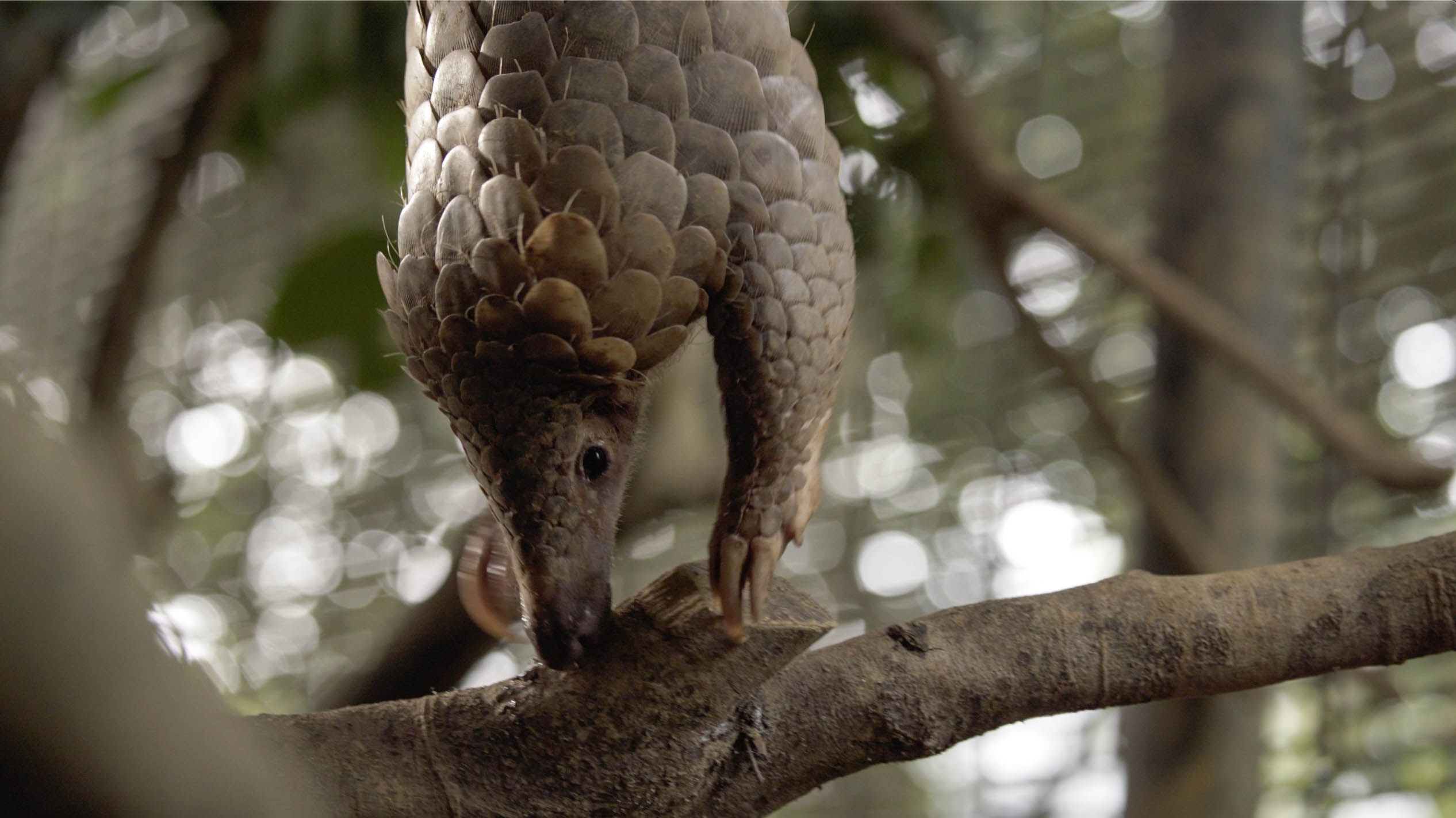 A pangolin reaching out for a branch
