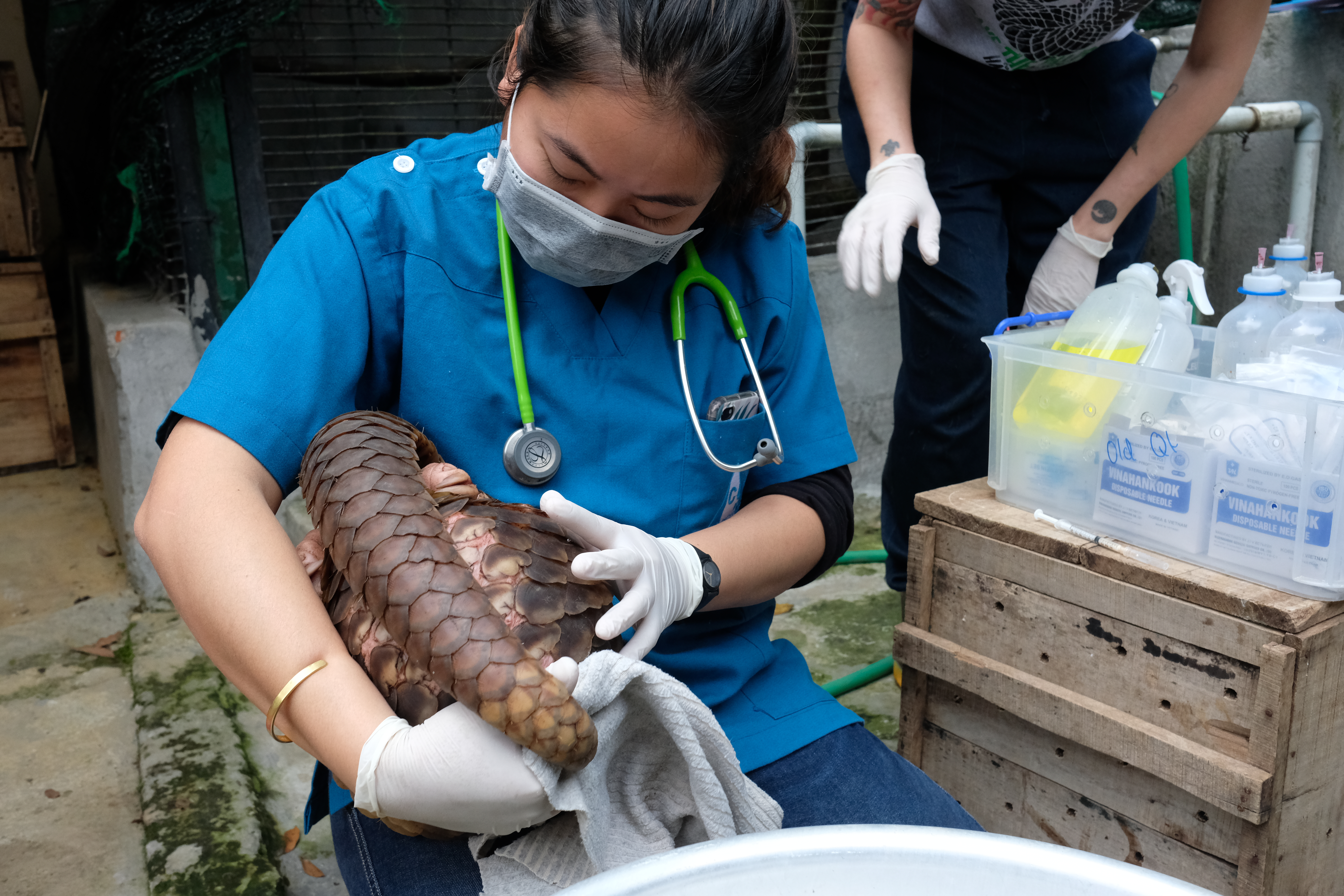 Pangolin