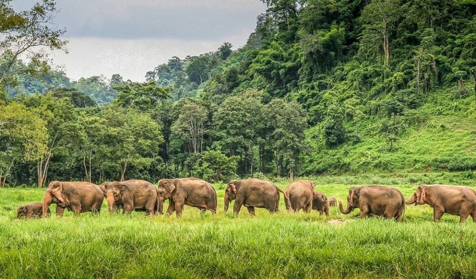 Elephants at Elephant Nature Park