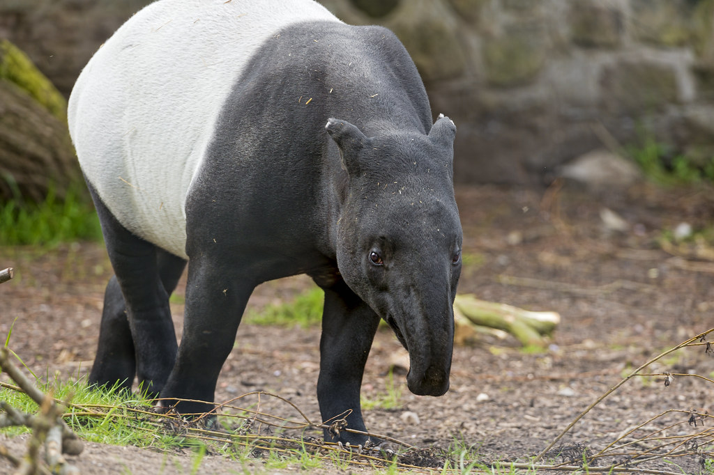 Malayan Tapir