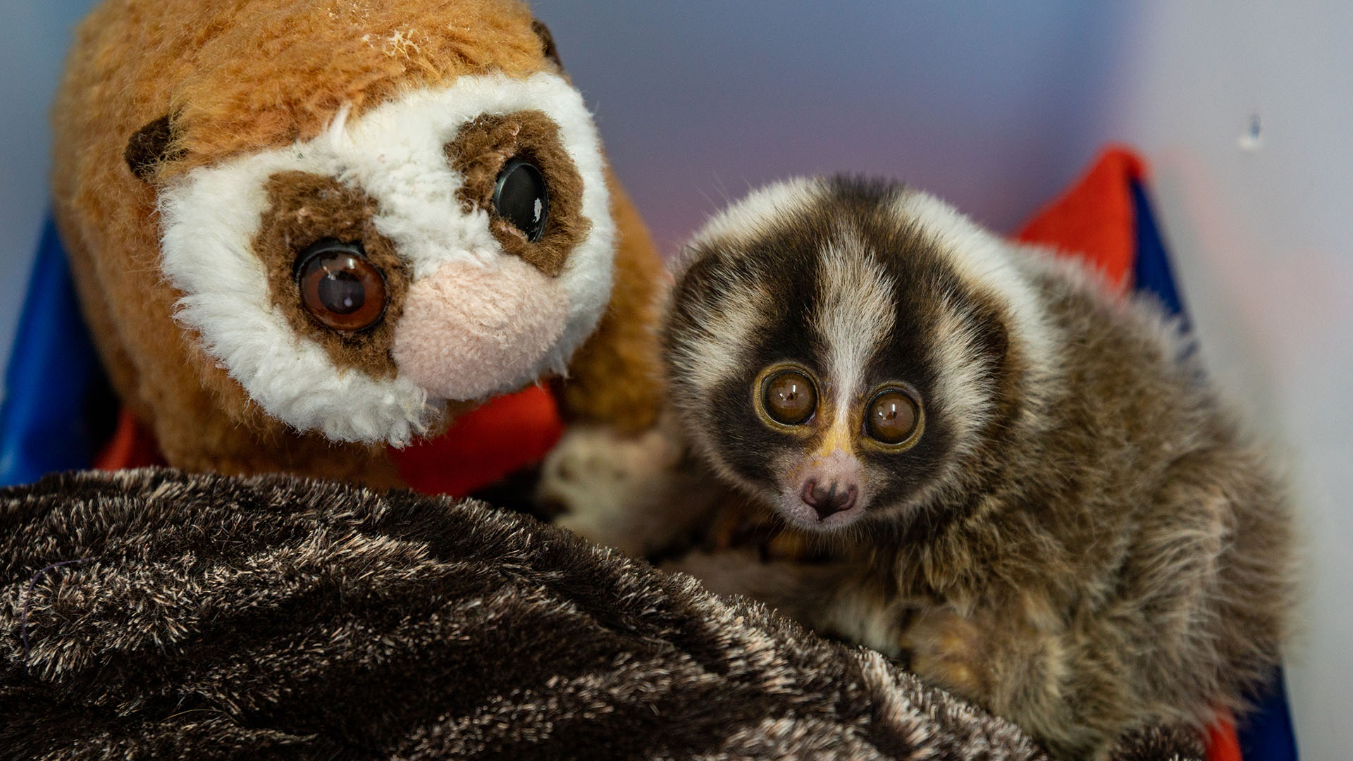 IAR Indonesia: Ending a toxic love affair: The fight to save slow lorises IAR Indonesia: Ending a toxic love affair: The fight to save slow lorises