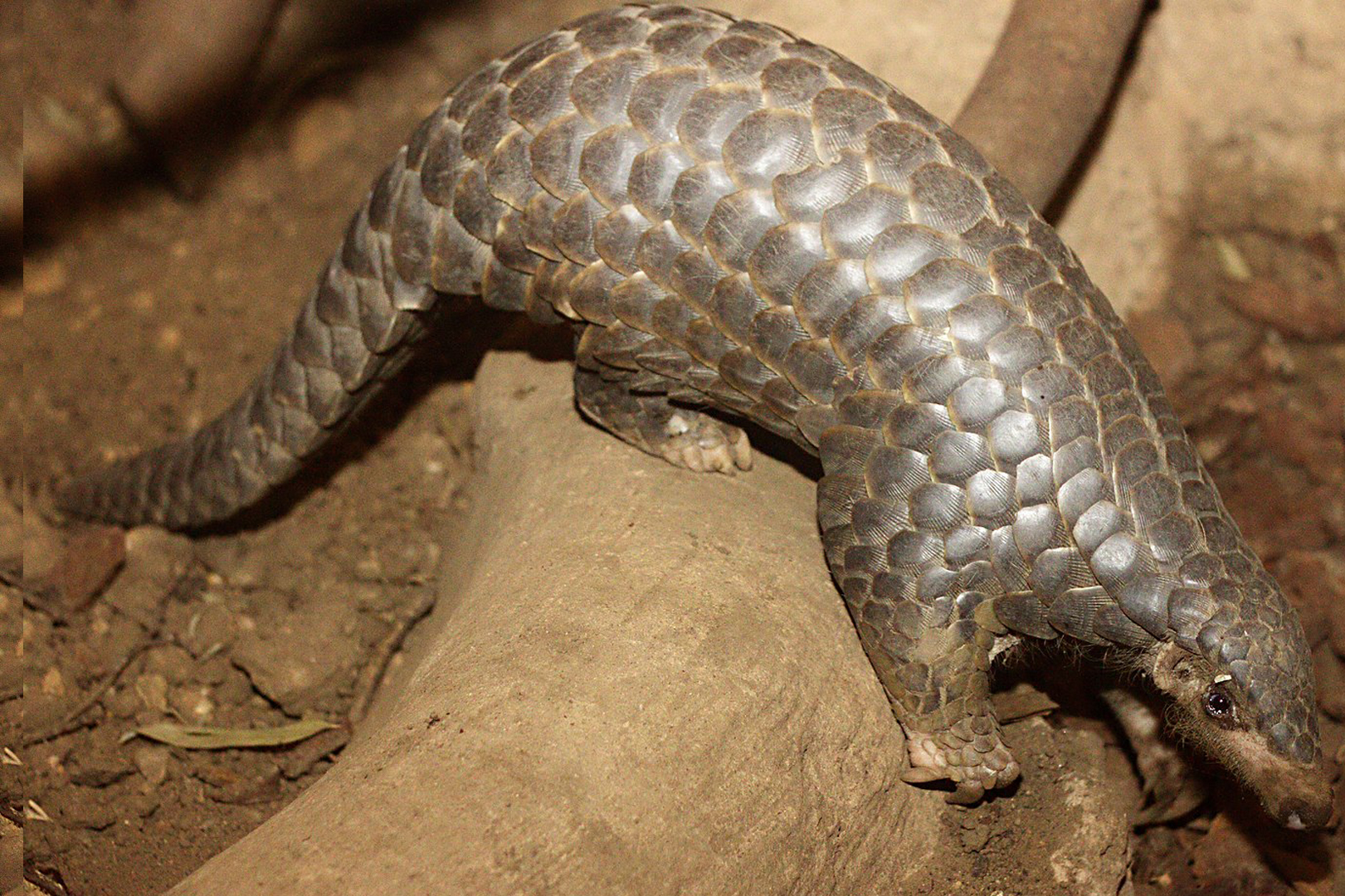 Chinese Pangolin