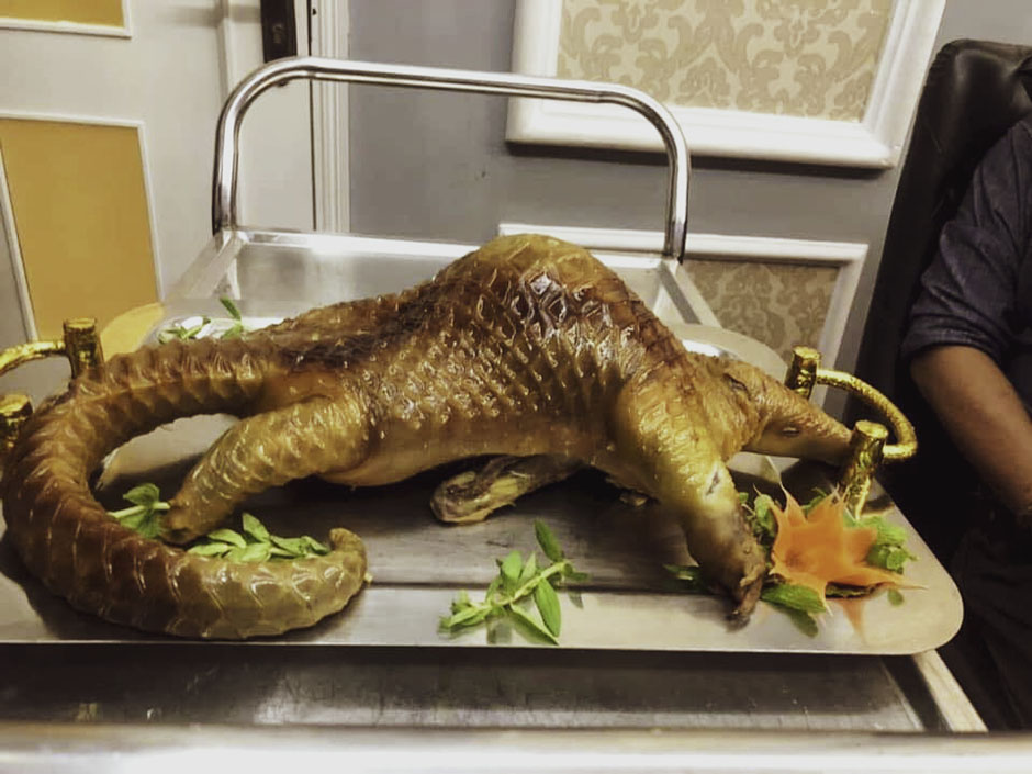 Pangolin served as luxury dish in Vietnam