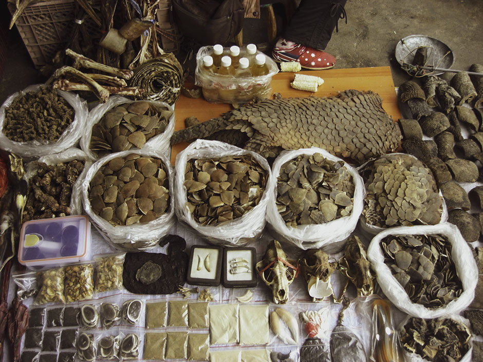 Pangolin scales in bags