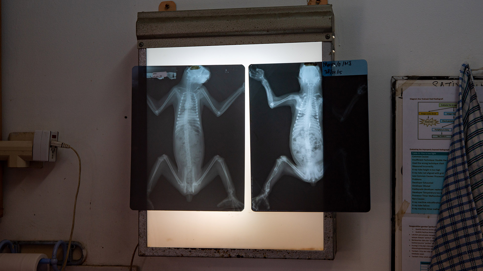 Slow loris X-ray films