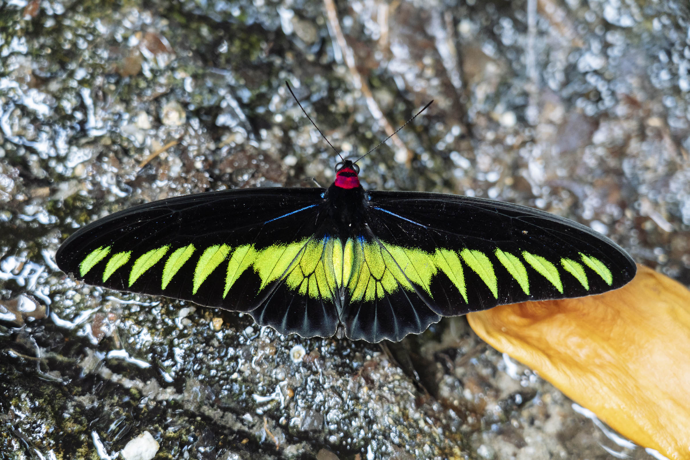 Rajah Brooke’s Birdwing butterfly. Photo by Teoh Eng Hooi.