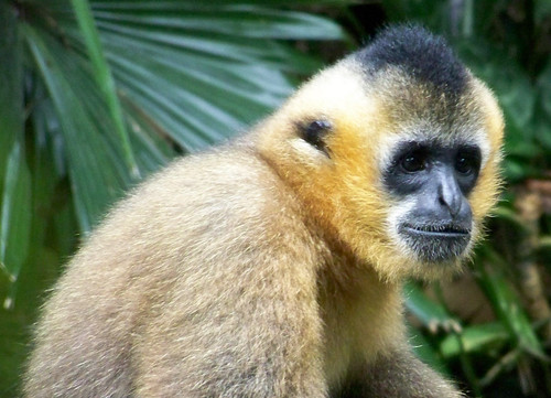 Female Black Crested Gibbon