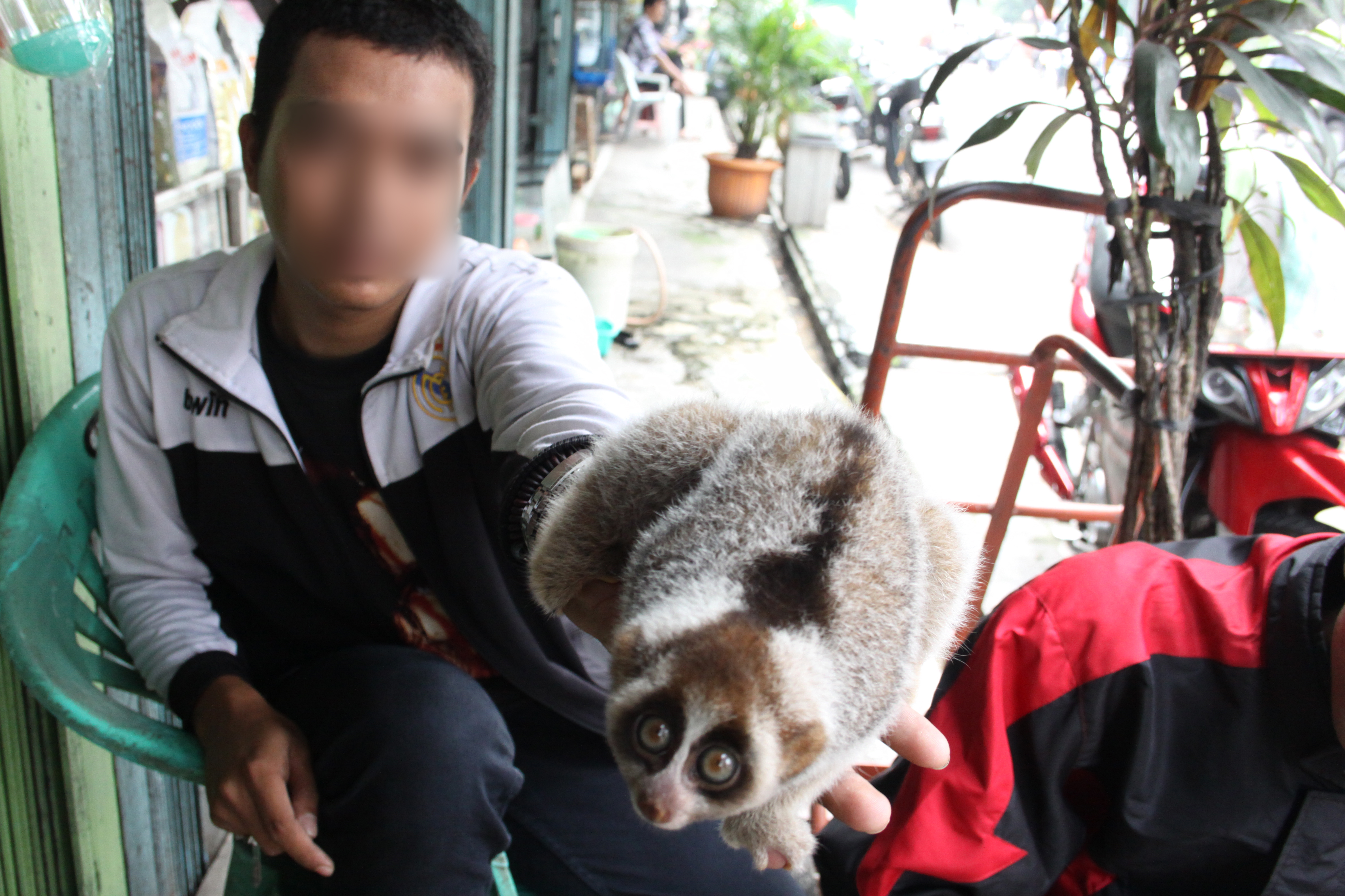 Slow loris sold illegally