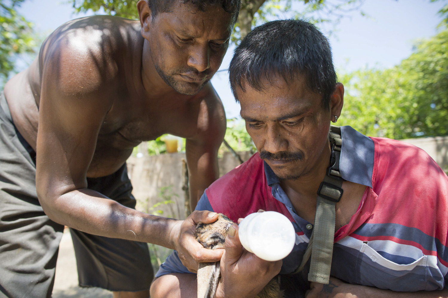 Ram teaches Selva how to bottle feed a sick lamb.