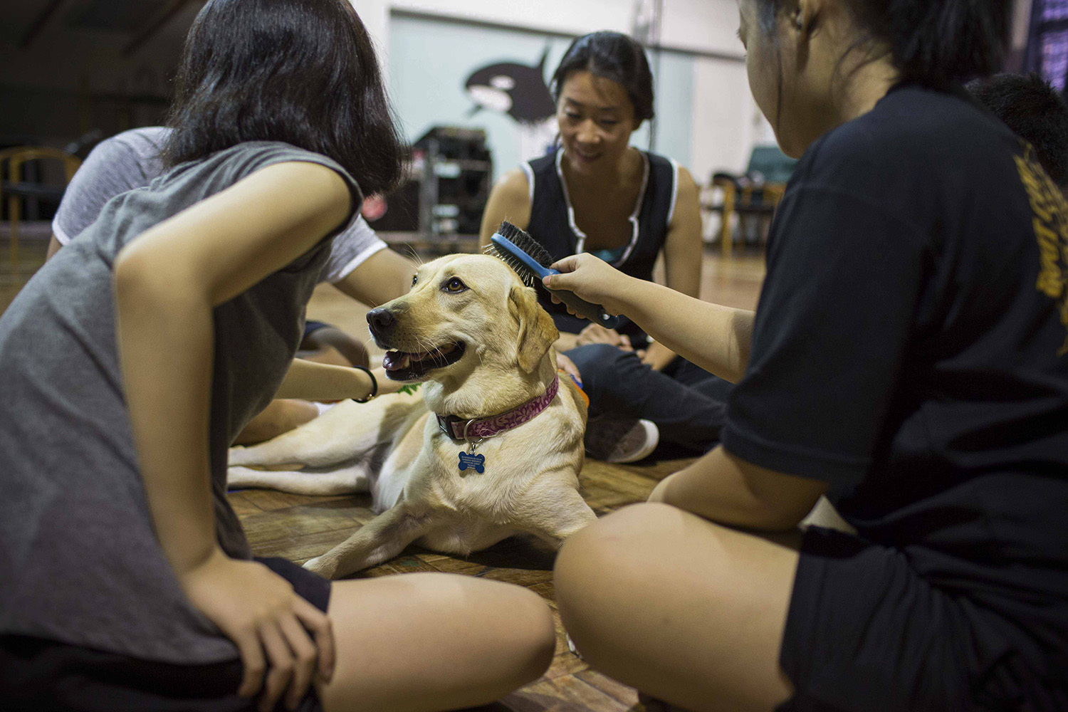 In these grooming sessions, the youths take turns learning to care for Telly.