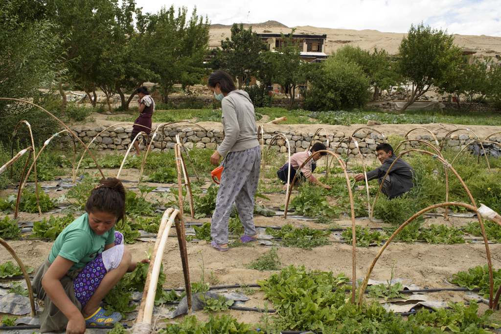 Students gardening. The school campus has a field where students help to sow, water, and harvest vegetables for meals.