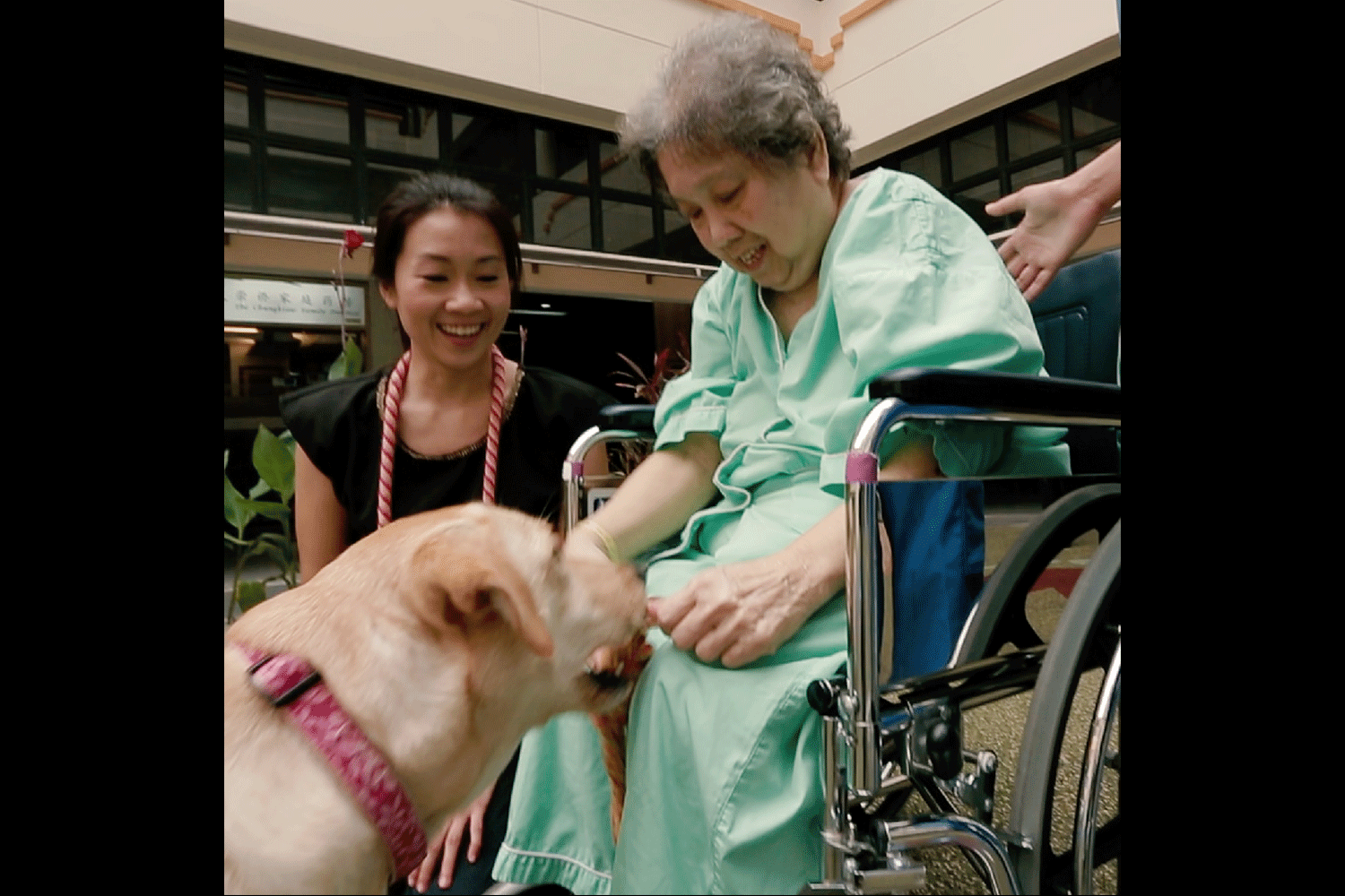 Meet Maureen. She reinvented herself from finance executive to animal-assisted therapist for children, youth and the elderly - with the help of a labrador whom you may recognise as Telly the therapy dog!