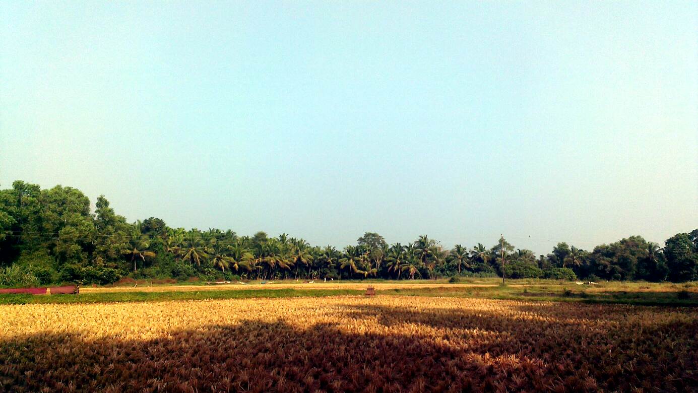 Day 12 padi fields