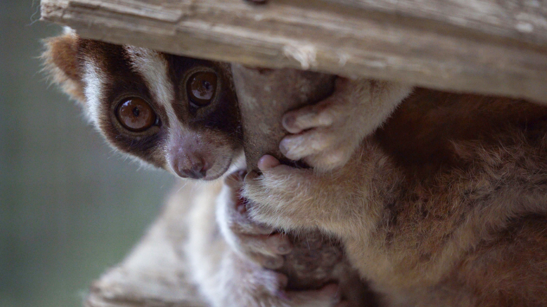 Fast aid for slow lorises