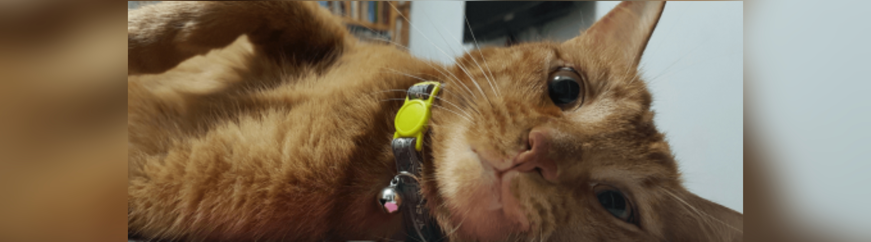 Five Lessons I Learned from My Cat Tigger