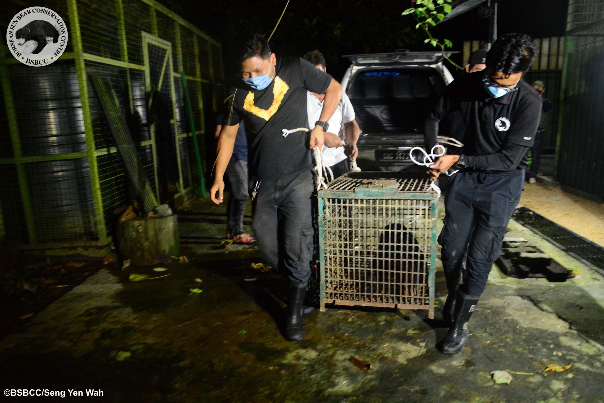 Rescue of male sun bear that was a victim of the ongoing pet trade in Malaysia