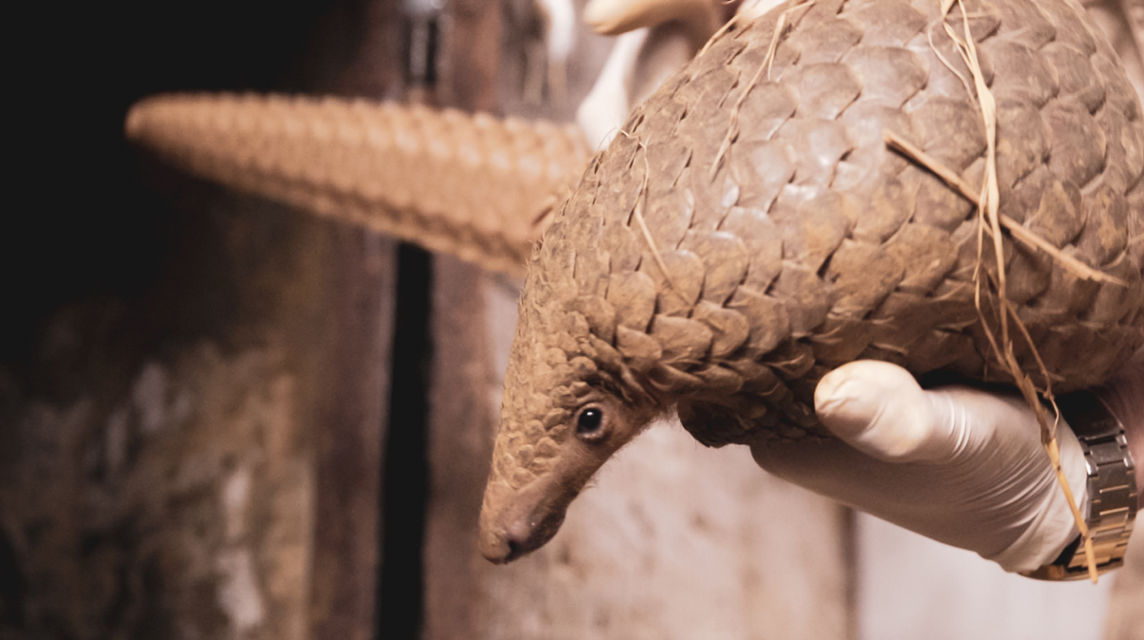 Scaling up protection of pangolins