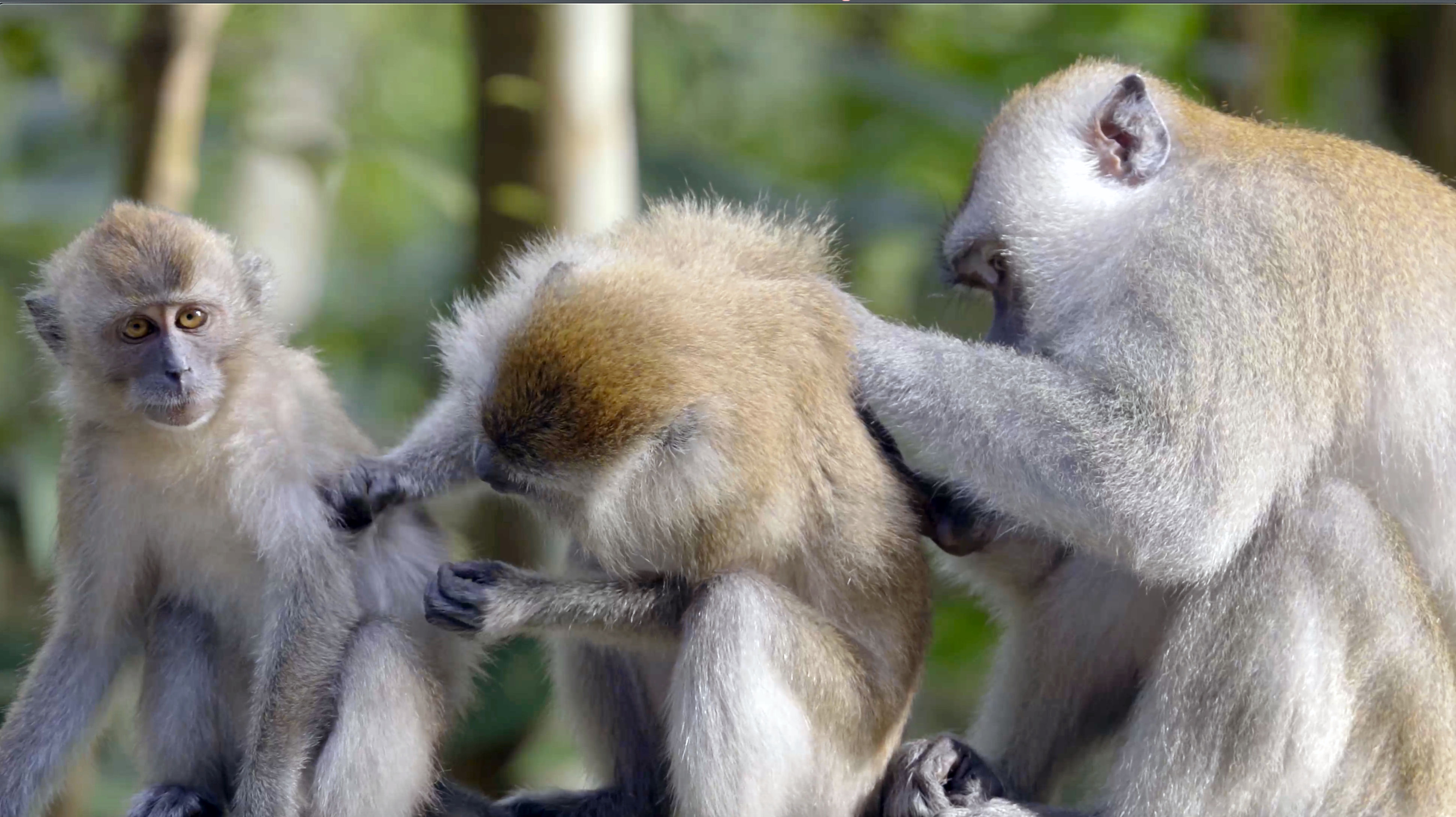Human-Macaque Conflict Takes Two Hands to Clap