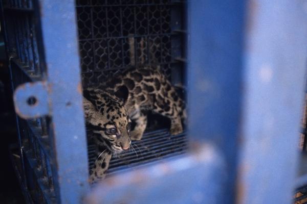 The online illegal pet trade