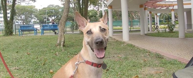 Giving Kiki a forever home