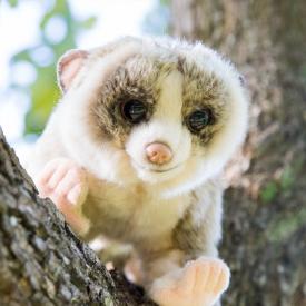 The Curious Slow Loris 