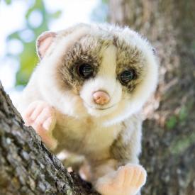 The Curious Slow Loris