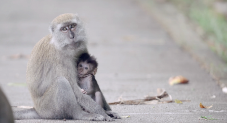 Human-Macaque Conflict Takes Two Hands to Clap Human-Macaque Conflict Takes Two Hands to Clap