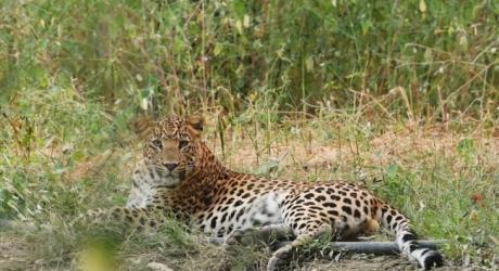 Spotted in India: Humans and leopards living in harmony 
