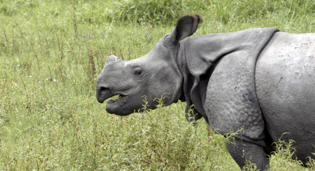 Rhino population on the rise thanks to the local community