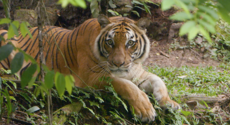 Saving the Malayan Tiger