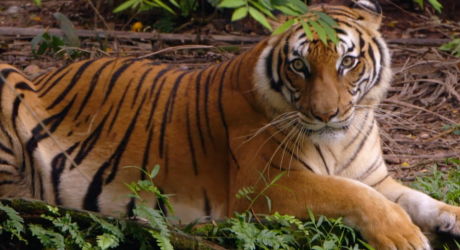 RIMAU