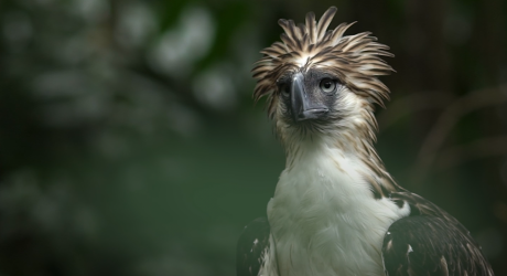 Philippine Eagle 
