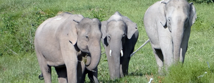 Tom Yum Remedy: From Elephant Conflict to Coexistence