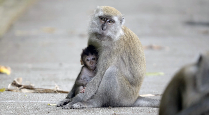Human-Macaque Conflict Takes Two Hands to Clap