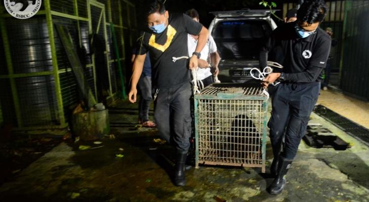 Rescue of male sun bear that was a victim of the ongoing pet trade in Malaysia