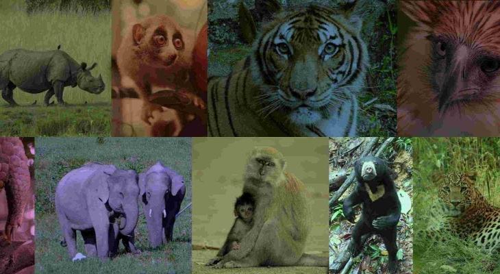 rhinos, pangolin, elephants, macaques, sun bear, eagle and tiger