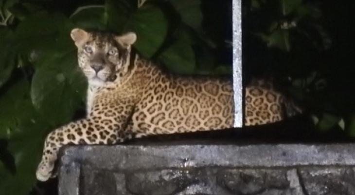 Indian leopard found lounging in Mumbai’s neighbourhoods during the pandemic lockdown