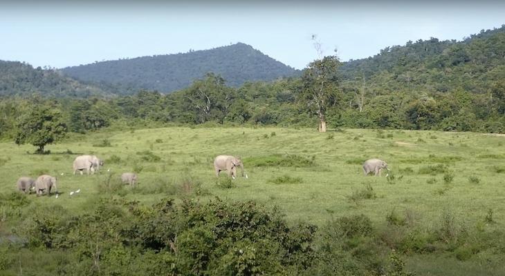 A herd of Asian elephants near the Thai farmers’ plantations