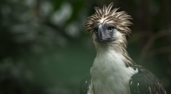 Saving the Rarest Eagle in the World from Extinction