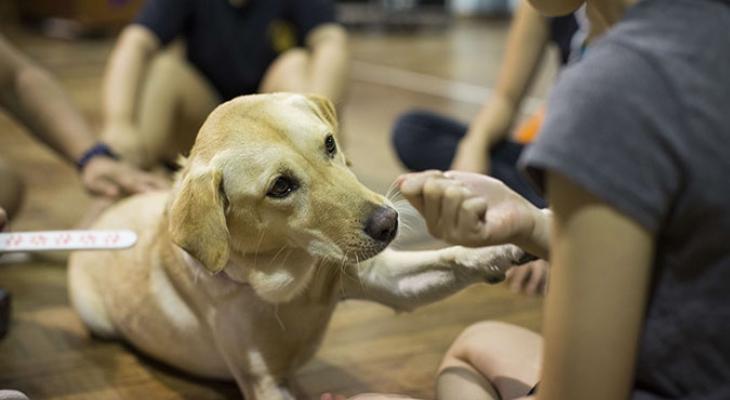 Why Belly Rubs Can Be the Best Therapy