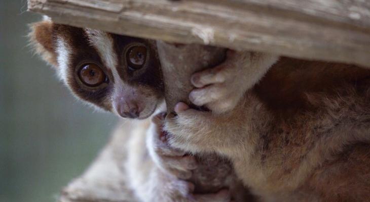 Ending a Toxic Love Affair: The Fight to Save Slow Lorises