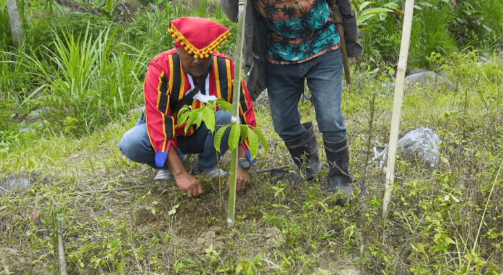 Rising From the Ashes: Rekindling The Philippines Forest