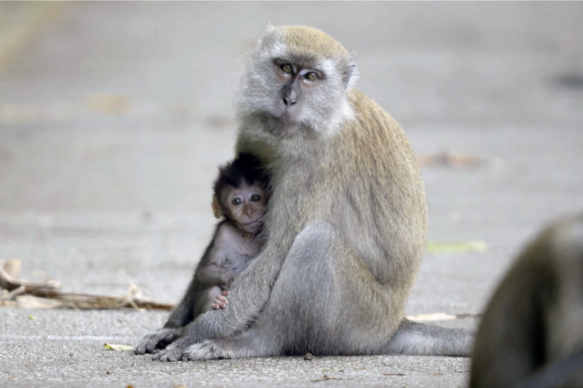 Monkey