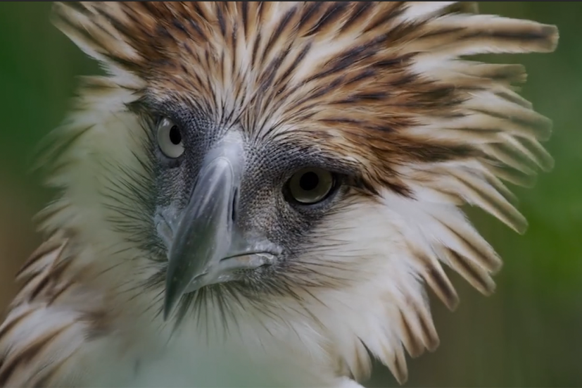 Eagle