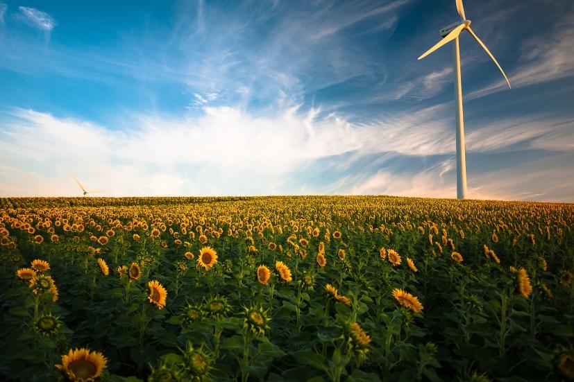 A sea of sunfield with a windmill in the distance