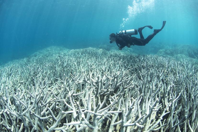 Coral bleaching 