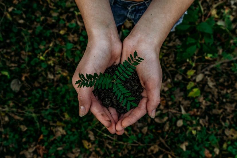 Image of a 2 hands holding a plant